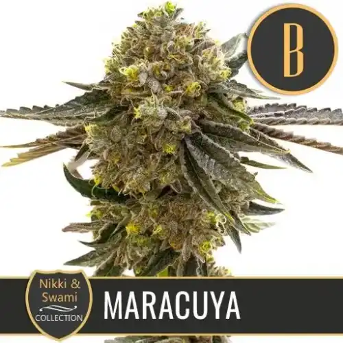 Maracuya Marijuana Plant