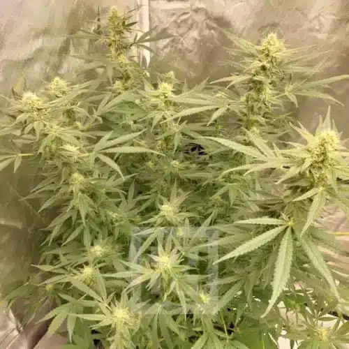 Feminized Mamba Negra CBD seeds offering stress relief and sleep aid