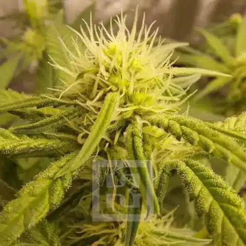 Image of Mamba Negra CBD seeds for sleep improvement and relaxation