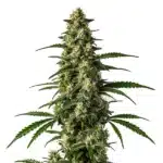 Mamba Negra Fast Version cannabis buds rich in resin.
