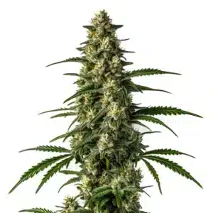 Mamba Negra Fast Version cannabis buds rich in resin.