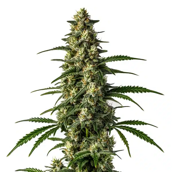 Mamba Negra Fast Version cannabis buds rich in resin.