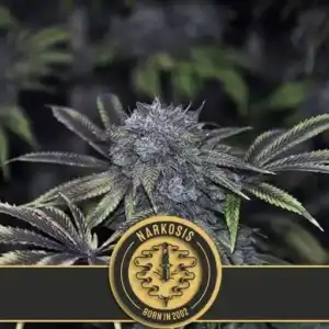 Blimburn Originals Feminized Seeds | Free Shipping