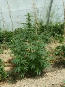 Northern Lights Auto cannabis plant with a tall main stem and young flower sites growing outdoors.