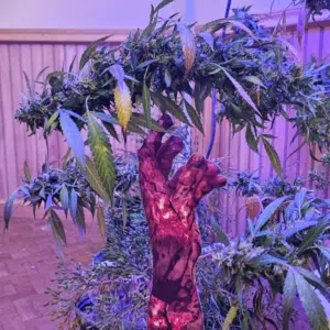 Zombie Death Fuck feminized seeds grow gallery showing a flowering cannabis branch and a decorative zombie hand prop.