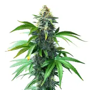 OG Kush F1 cannabis strain with dense indica buds and orange pistils.
