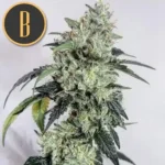 OGCUSHPLANT2