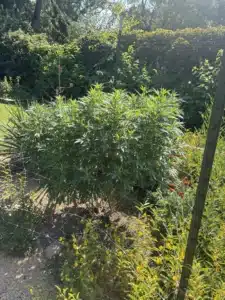 Large OG Kush feminized seeds plant outdoors with green leaves, supported by trellis netting and green metal posts in a garden.
