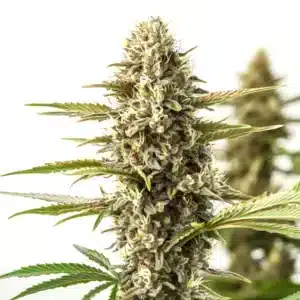 Close-up of Orient Auto cannabis bud with thick trichome coverage and vibrant white pistils