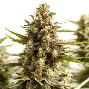 Original Clon cannabis plant with tall central cola and trichome-covered buds.
