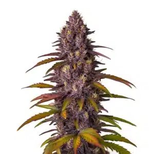 Red Skunk Kush Auto cannabis plant with purple buds and colorful leaves in late flowering.