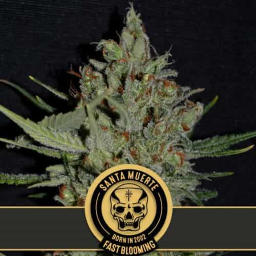 Santa Muerte Fast Blooming Marijuana Plant