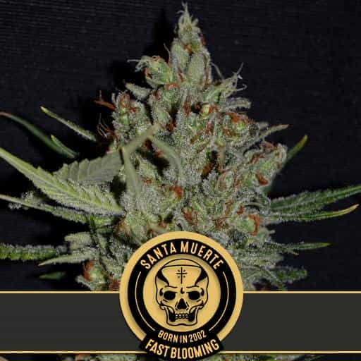 Santa Muerte Fast Blooming Marijuana Plant