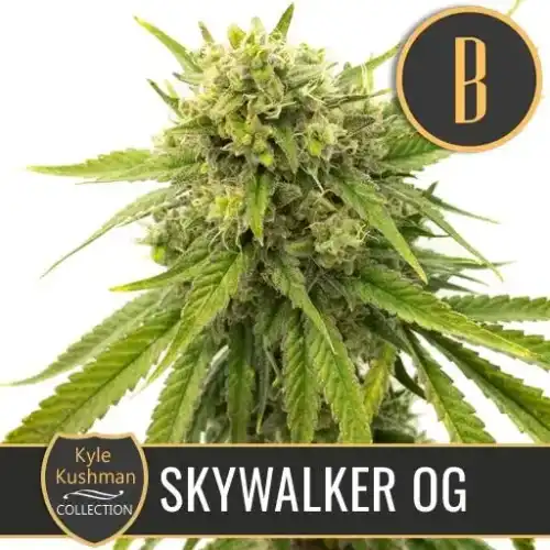 SKYWALKEROGCANNABISPLANT 1