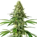 Santa Muerte sativa plant with tall structure and bright green leaves.