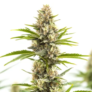 Steve’s Alien OG Cannabis Strain