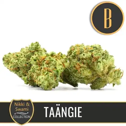 Tangie Bud Marijuana