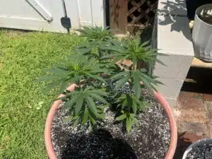 Three Bruce Banner cannabis seedlings with vibrant green leaves growing in a single large pot outdoors.
