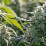 Cannabis Buds Covered in Frosty Trichomes