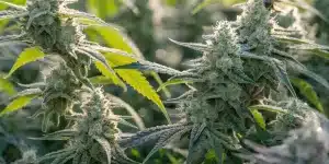 Cannabis Buds Covered in Frosty Trichomes