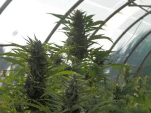 Mature Critical Auto cannabis plant with thick, crystalline buds and pointed green leaves growing in a bright greenhouse.