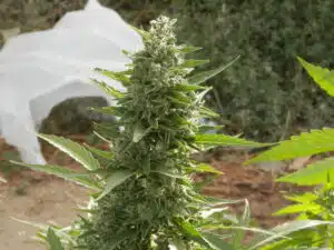 Compact Critical Auto cannabis bud with frosty resin and light green sugar leaves in natural daylight.