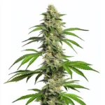 Girl Scout Cookies Autoflower cannabis plant with dense, frosty buds and green leaves, topped with orange pistils and glistening trichomes.