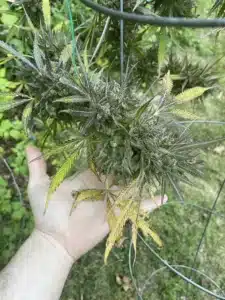 Mature gsc auto cannabis branch with green and purple buds held in a hand over a grassy background.