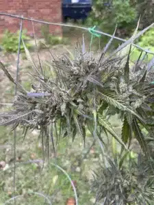 Flowering gsc auto cannabis plant with dark purple leaves growing outdoors supported by a wire cage.