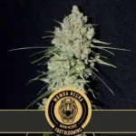 Mamba Negra FBV