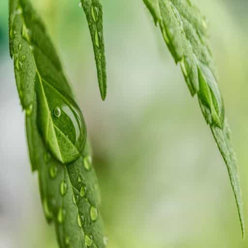 humidity cannabis growing