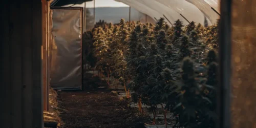 Growing Sour Diesel Auto Outdoors in Europe