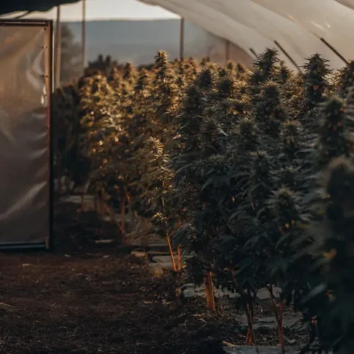 Growing Sour Diesel Auto Outdoors in Europe