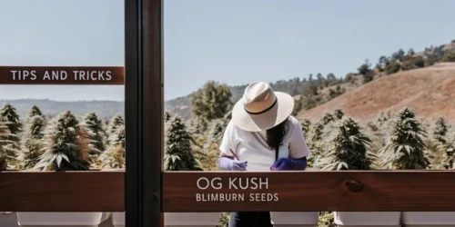 Growing OG Kush Outdoors. Tips for Australian Growers