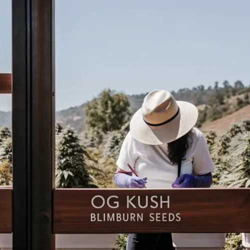 Growing OG Kush Outdoors. Tips for Australian Growers