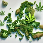 Growing GG4 Auto Outdoors in Europe. Buds