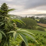 Outdoor Cannabis Plant in a Rural Landscape