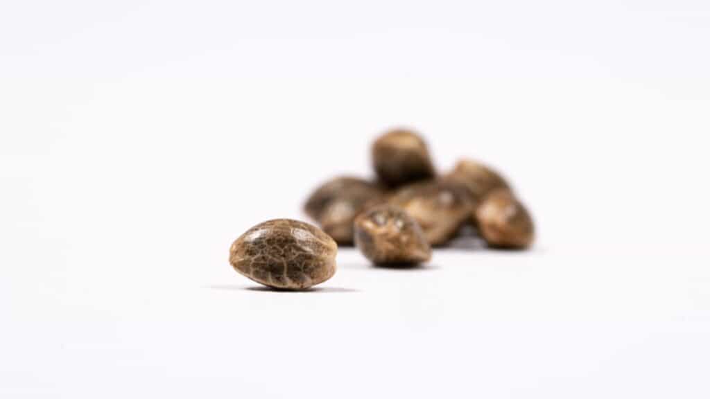 seeds blimburnseeds e1639128178227