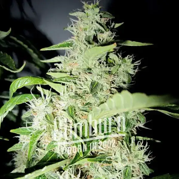 Big Bud Marijuana Plant