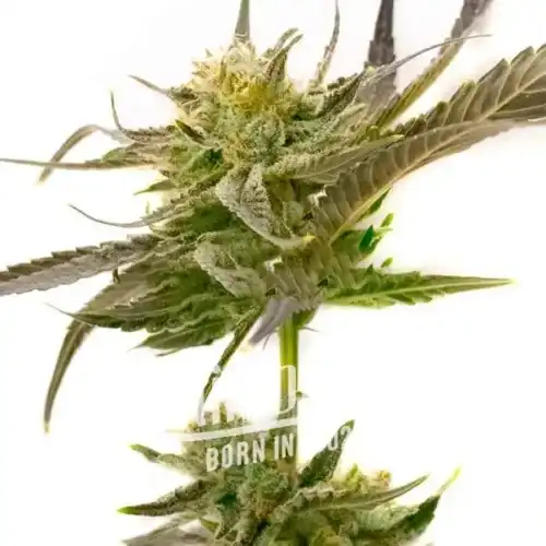 Blue Fruit Auto