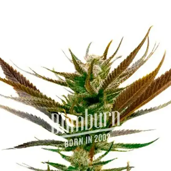 Blue Headband Marijuana Plant