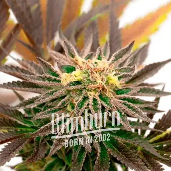 Candyland Peyote Marijuana Plant