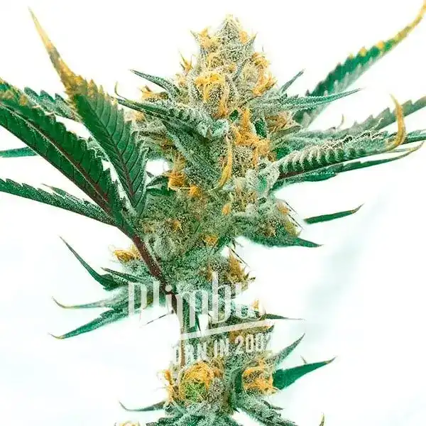 https://blimburnseeds.com/wp-content/uploads/2021/11/Carmen_x_Durban_Poison.webp