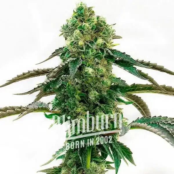 Cinderella 99 x Tangilope Marijuana Plant