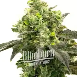Gorilla Glue