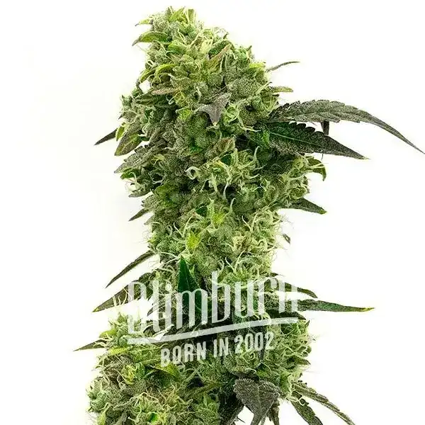 Hindu Kush seeds