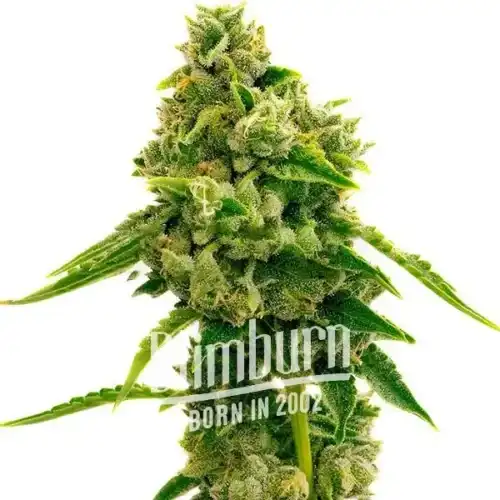 Lemon Pie Regular Marijuana Plant