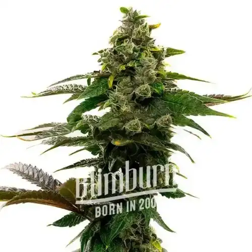 Mochalope Regular Marijuana Plant