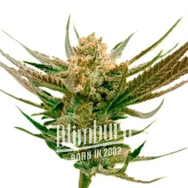 Orange_x_Skunk Marijuana Plant