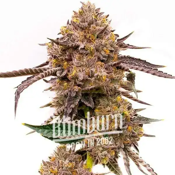 Lavender Haze Marijuana Strain Information